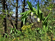 16 Poligonatum odoratum (Sigillo di Salomone)